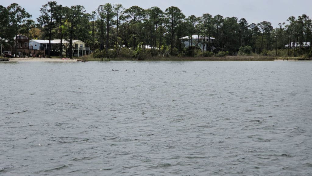 3 Bottlenose Dolphin Dorsal Fins in the water with houses in the background