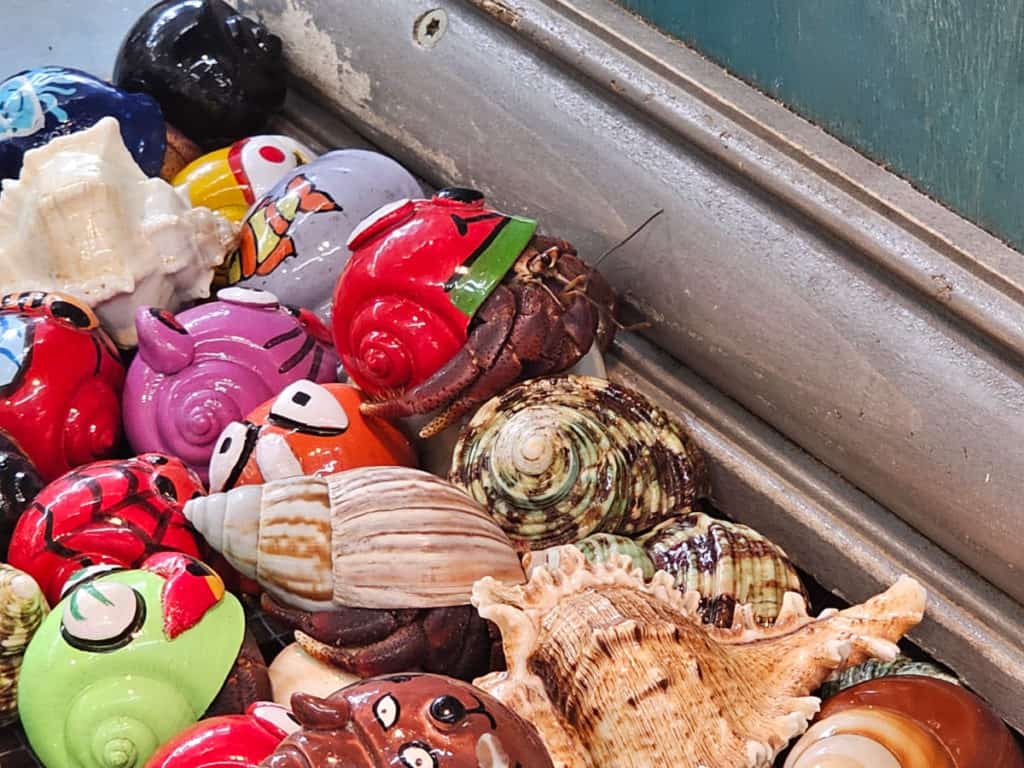 Hermit crab crawling over shells in Souvenir City