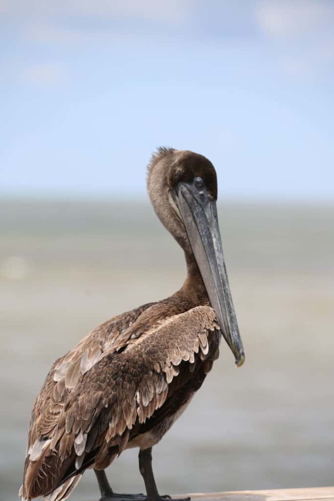 brown pelican with the Gulf of Mexico in the background