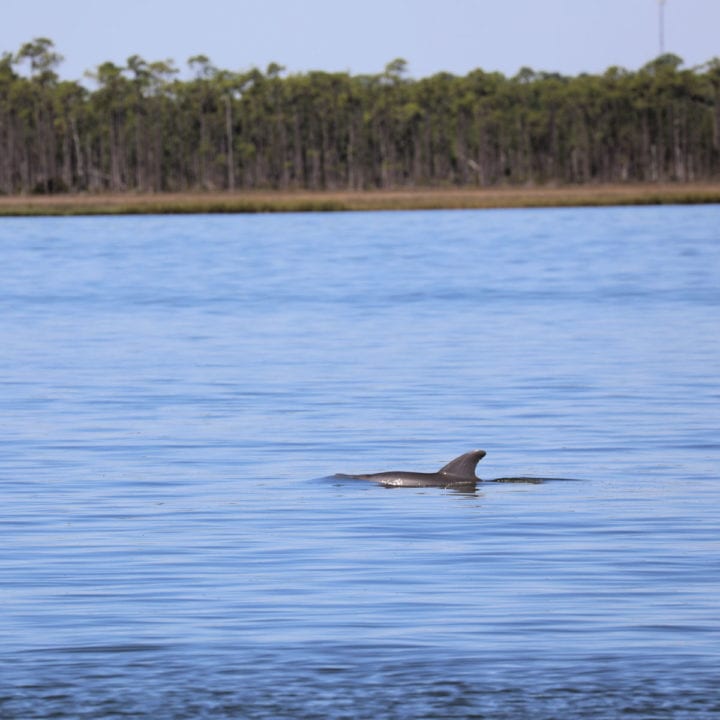 bottlenose dolphin swimming with trees in the far background