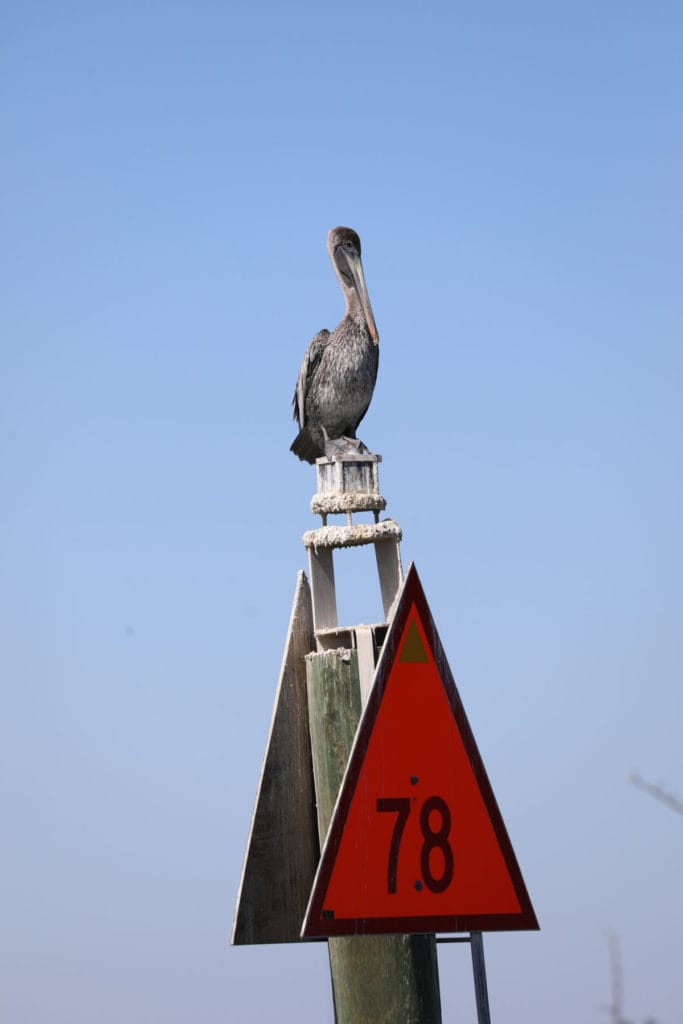 brown pelican on a mile marker 