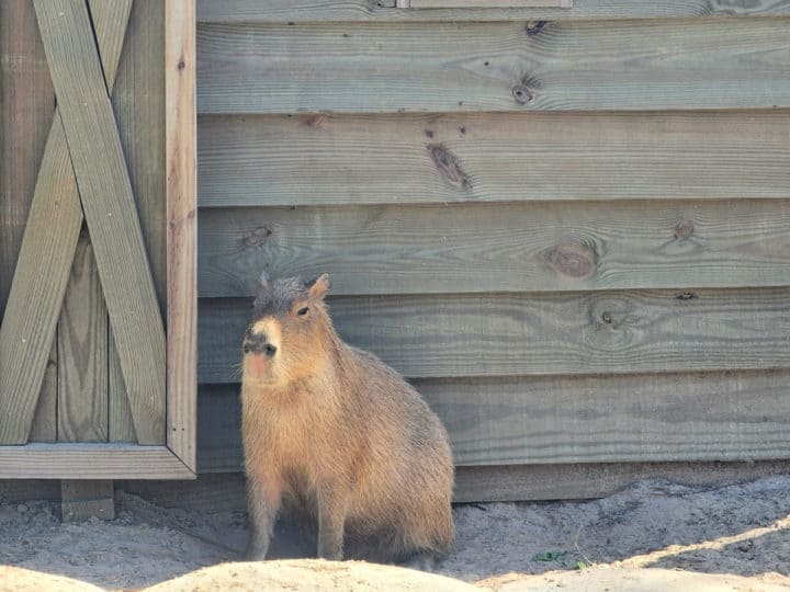 Capybara next to a wood building
