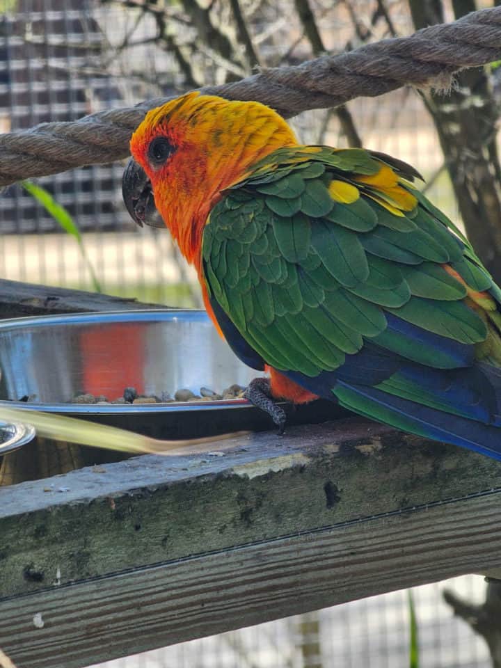 colorful bird feeding at a bowl