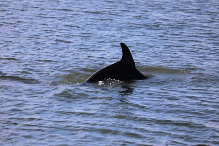 Bottlenose dolphin dorsal fin above the water