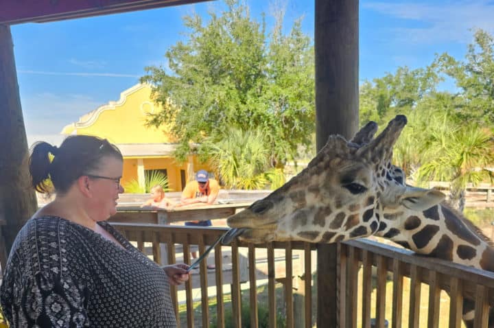 Tammilee feeding a giraffe with its tongue out