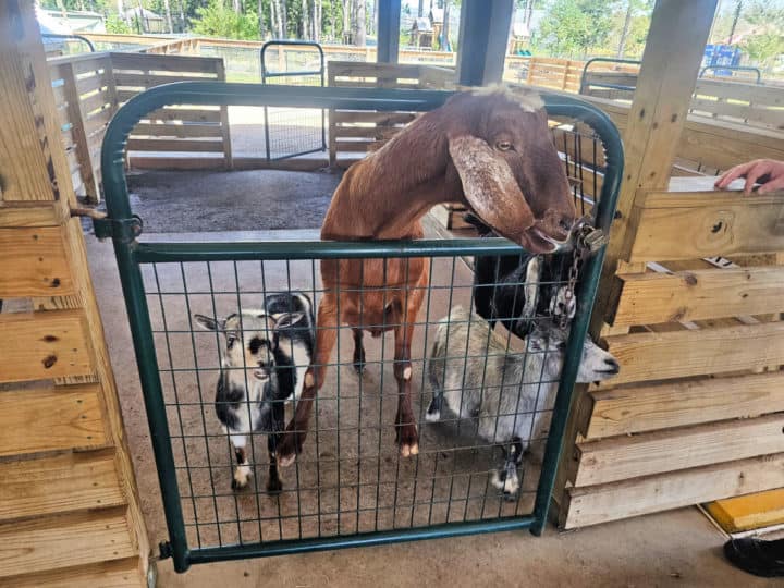 three goats at a metal gate begging for food