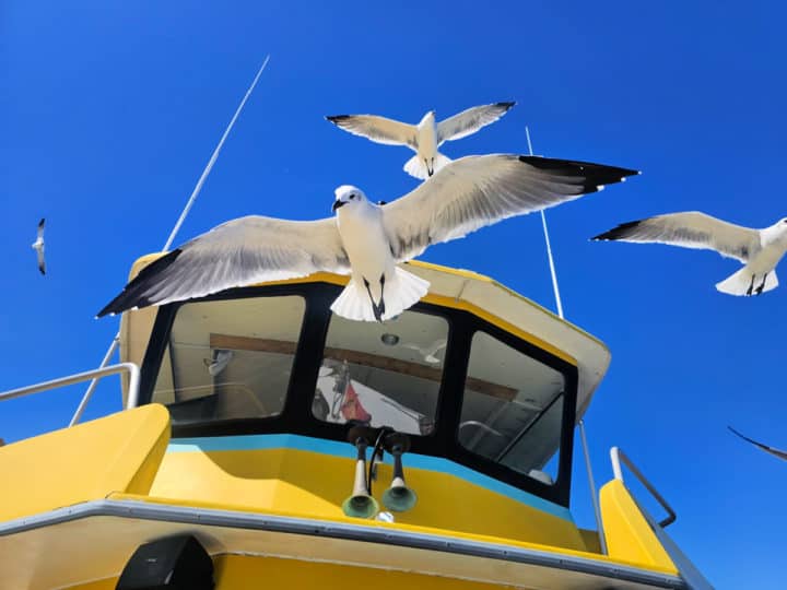 looking up at seagulls directly overhead with a yellow boat in the background