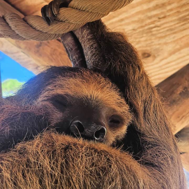 sloth sleeping while holding onto a rope