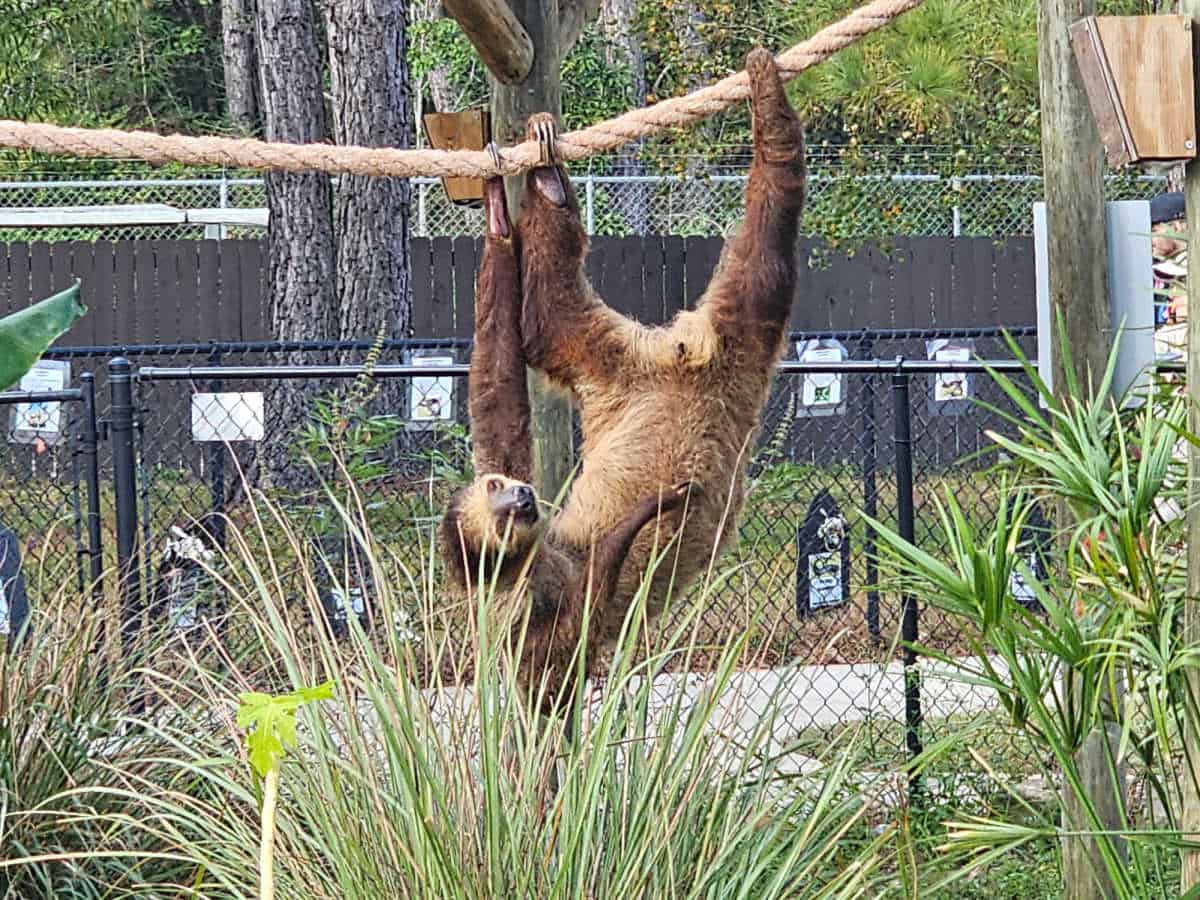 Sloth hanging from a rope surrounded by greenery