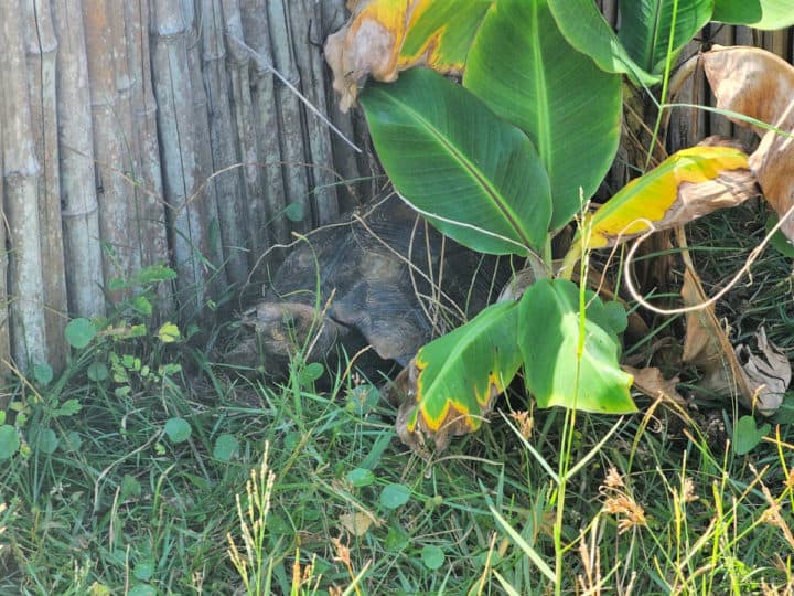 tortoise hiding behind a leafy plant