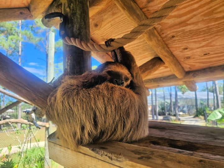 two-toed sloth on a wooden platform holding onto a rope