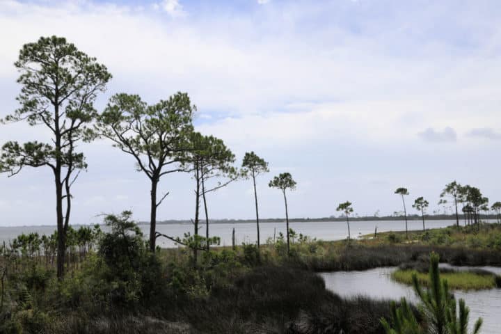 wetlands with tall trees and water views