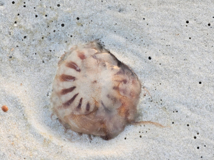 jellyfish in the sand