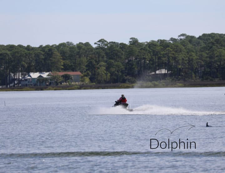 Jet skier with a dolphin nearby and trees in the background