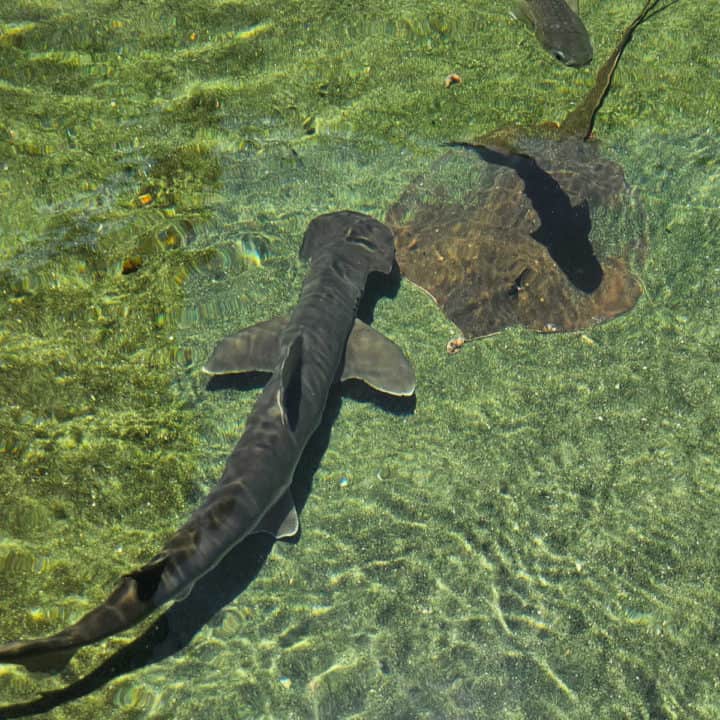 small hammerhead shark and rays in the water