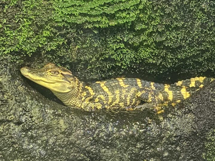 baby alligator on a rock