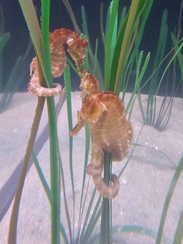 seahorses with their tails wrapped around blades of seagrass