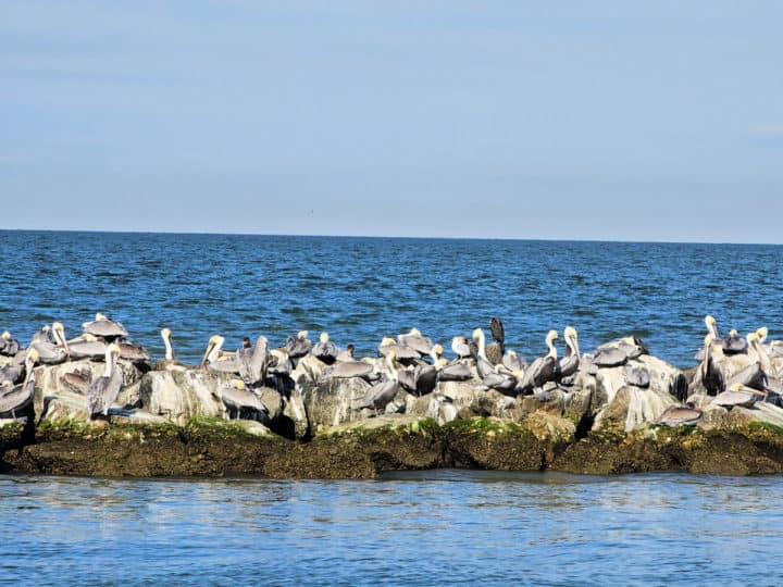 Pelicans on rocks surrounded by water
