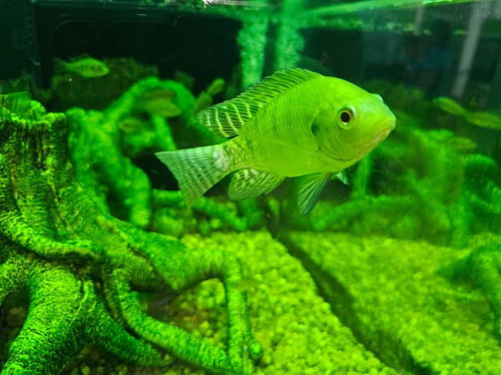 Fish in an aquarium 