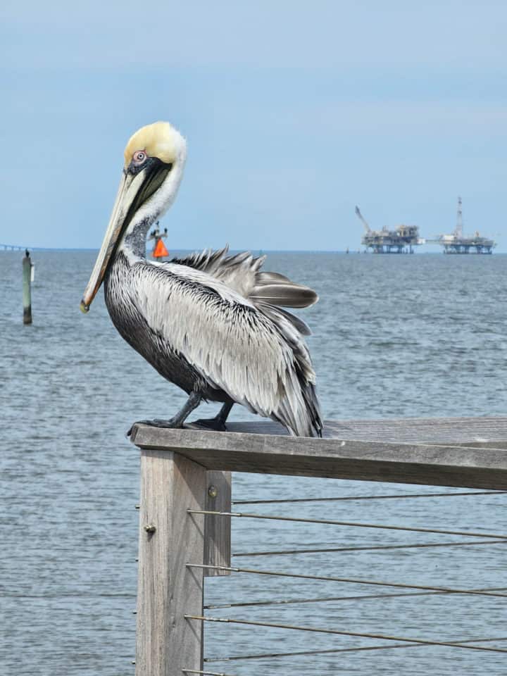 Brown pelican on the Fort Morgan pier railing with a boat in the background
