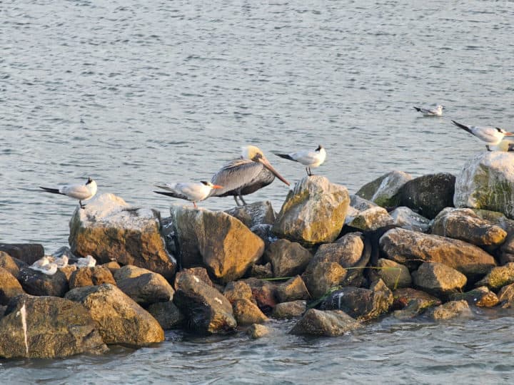 pelican and terns sitting on rocks in the water