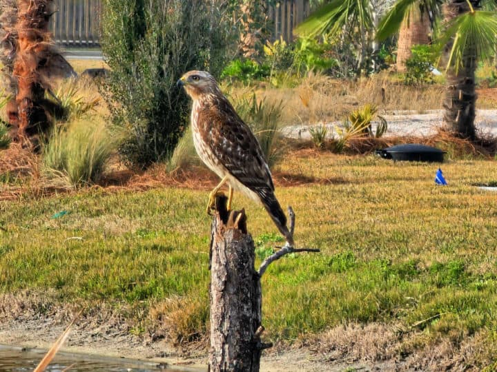 Red shouldered hawk perched on a stump