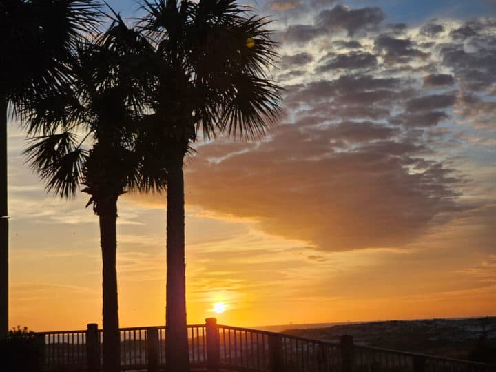 sunset next to palm trees