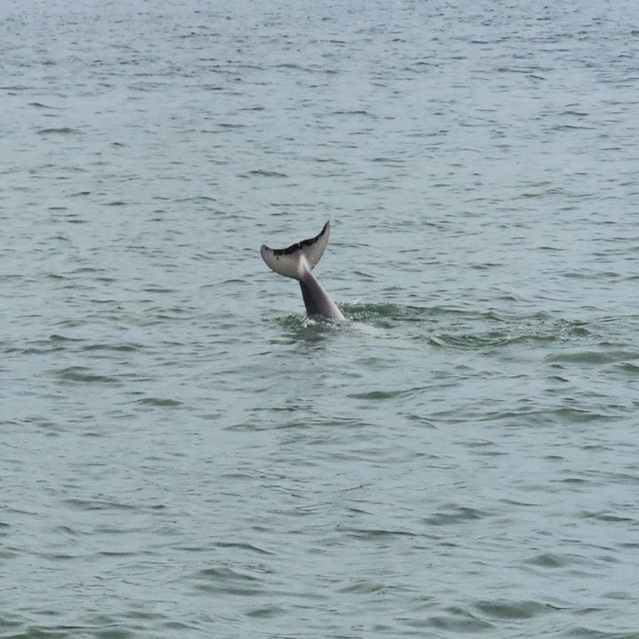 Dolphin tail sticking out of the Gulf water