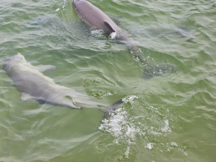 Atlantic Bottlenose Dolphins swimming in the gulf water