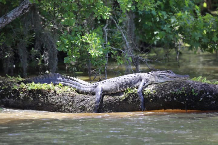 Alligator resting on a log in the swamp