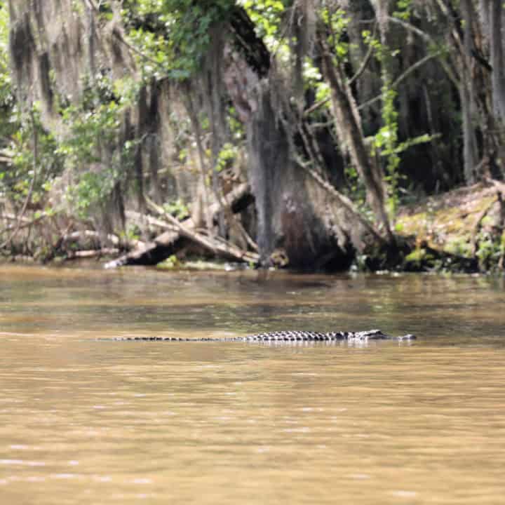 Gator swimming in the swamp with Spanish moss hanging from trees in the background