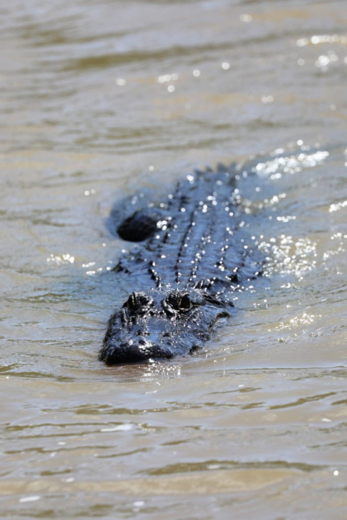 Alligator swimming in swamp water 