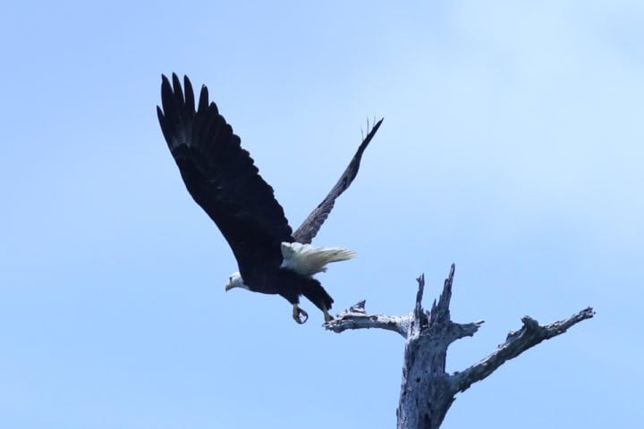 Bald Eagle flying off of a dead branch