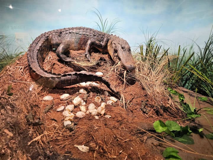 Alligator replica on a nest with eggs in a museum display