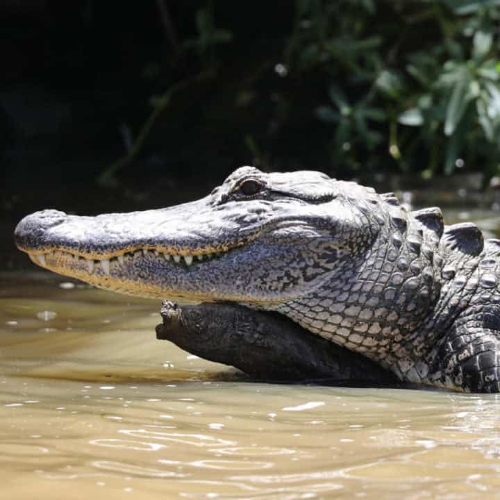 Alligator resting on a log 