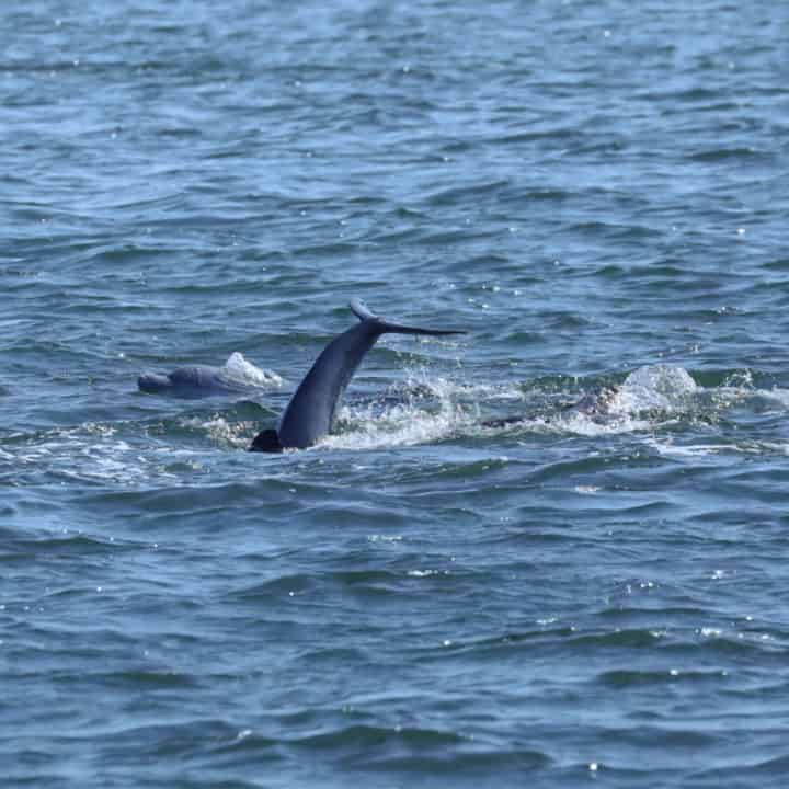 dolphin head coming out of the water next to a dolphin tail