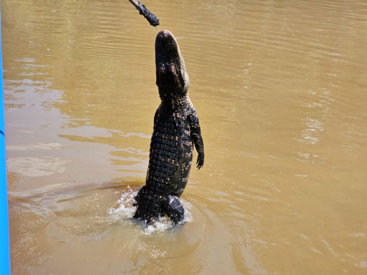 alligator jumping from the water to eat chicken off of a stick