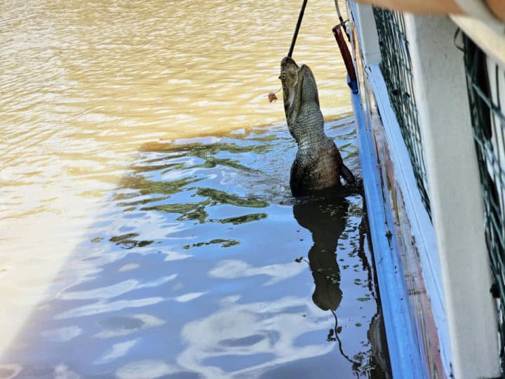 Gator jumping towards food on a stick next to the boat