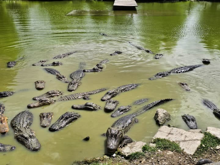 Large gators in a green swampy pond with a dock