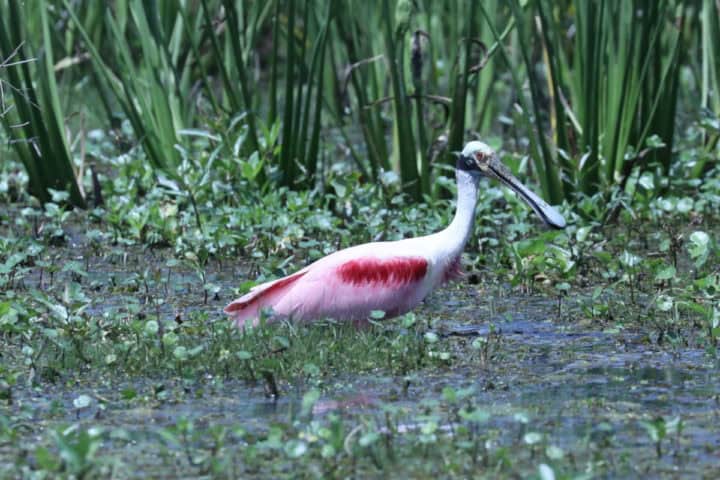 Roseate Spoonbill in grass and leaves