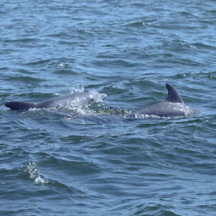 two dolphins in the water