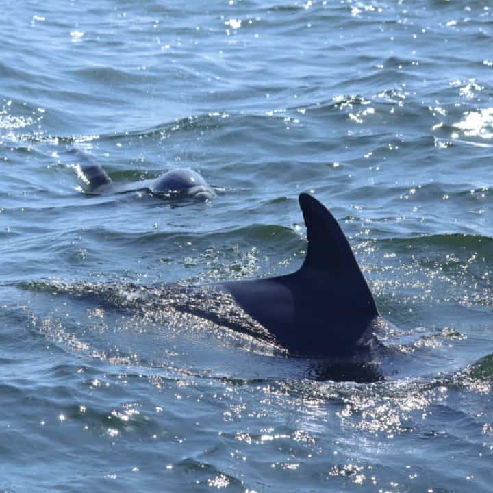 Dolphin coming out of the water next to a 2nd dolphins dorsal fin