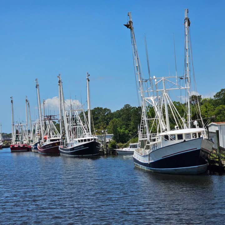 Shrimp boats lined up with trees in the background. 