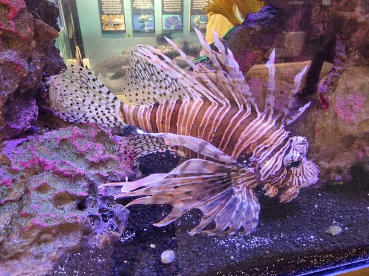 Lionfish in an aquarium 