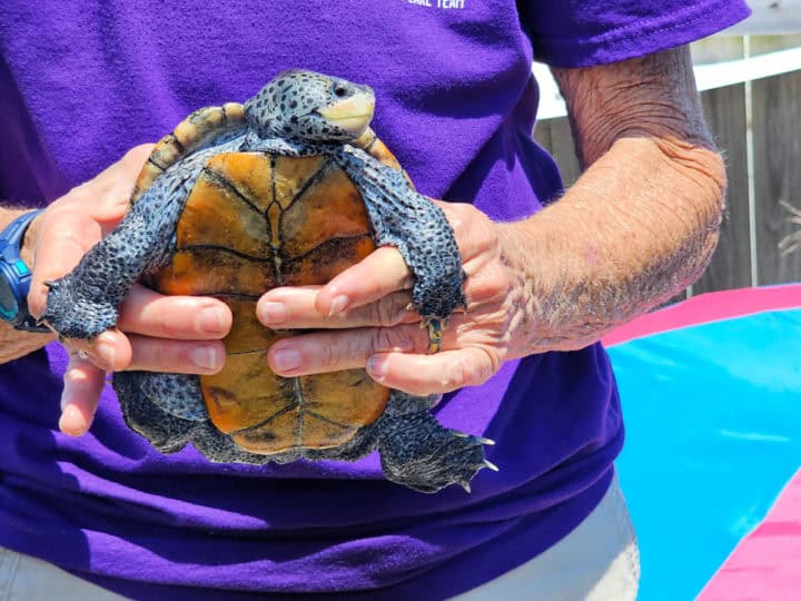 turtle being held by a person in a purple shirt