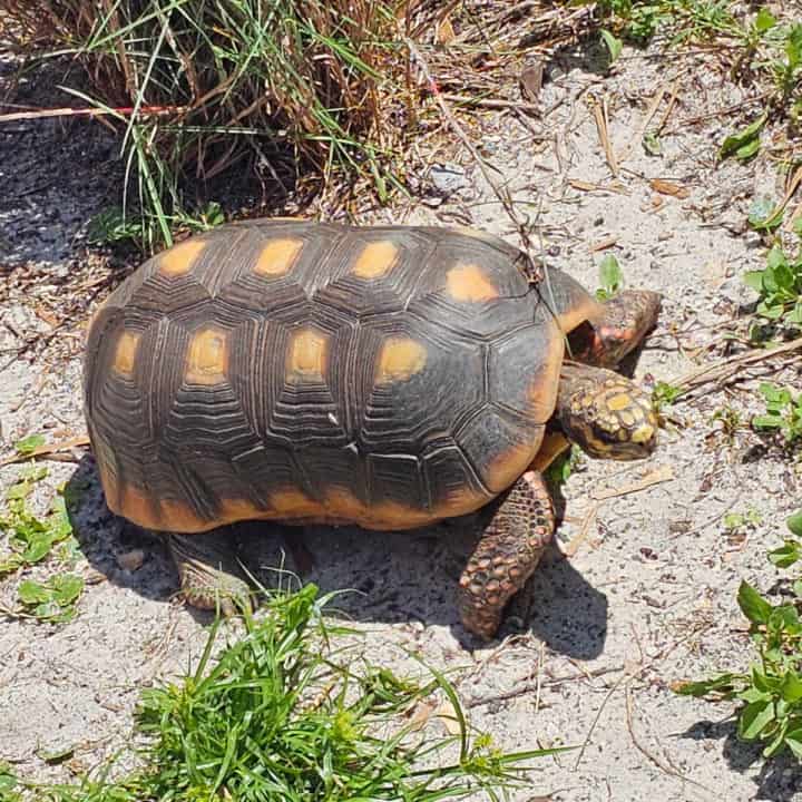 Red-Footed Tortoise in the grass and dirt