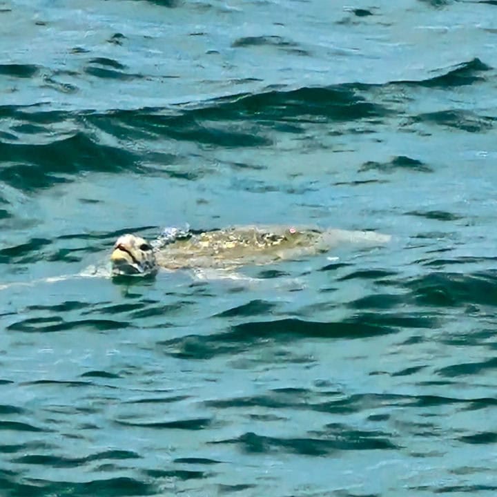 sea turtle in the gulf