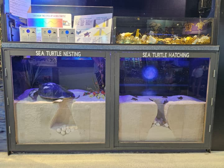 sea turtle nesting display showing sand nests