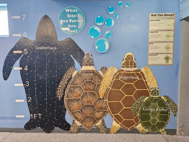 turtles by size on a wall