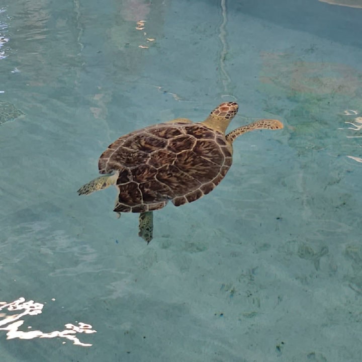 green sea turtle in a pool